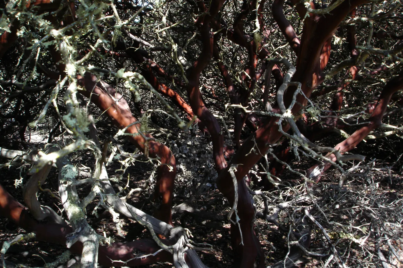 Burton Mesa manzanita chaparral, SBBG Research 2005