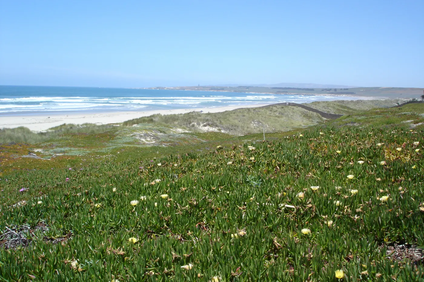 Surf beach at Vandenberg, SBBG Research 2005