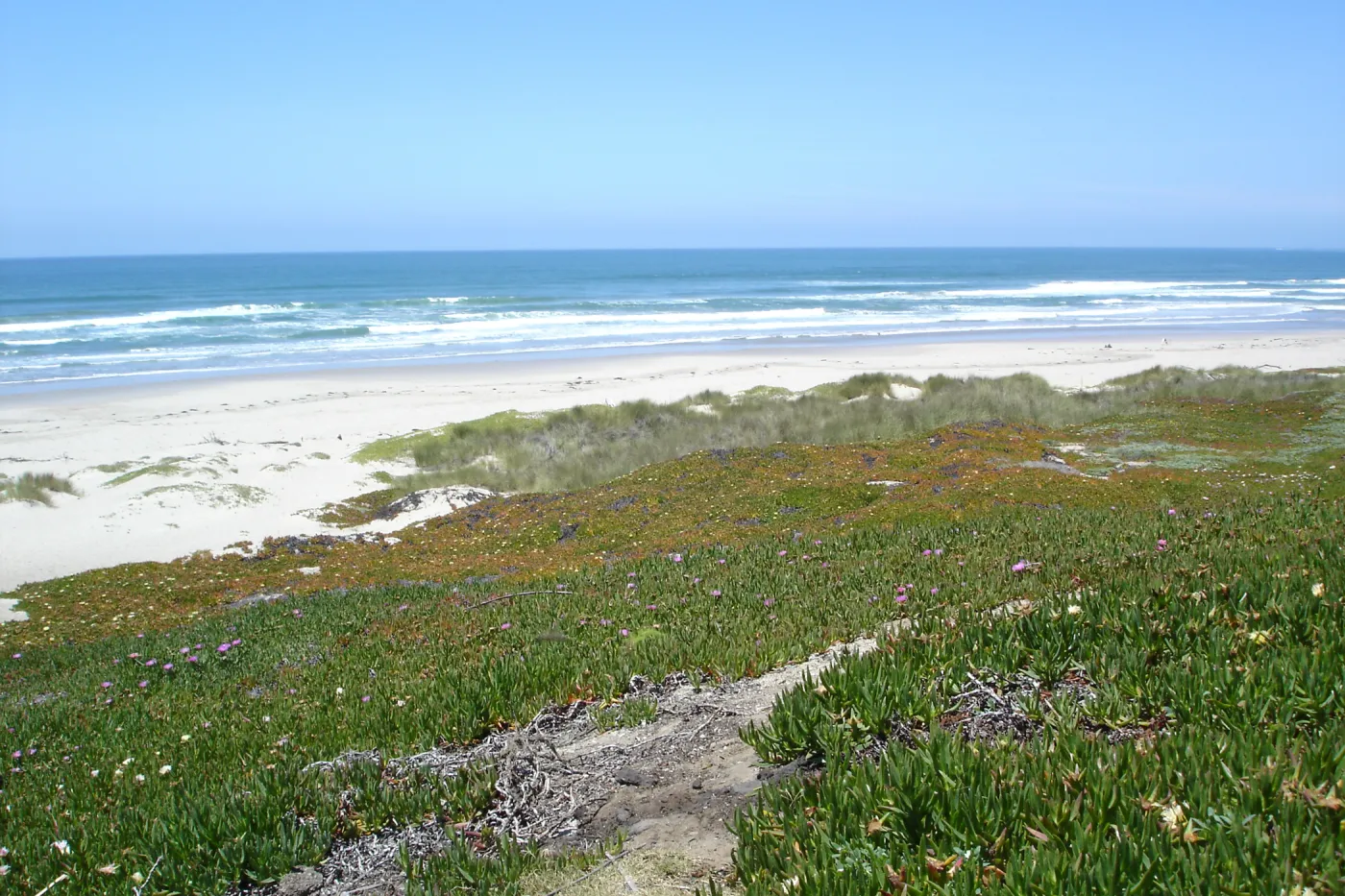 Surf beach at Vandenberg, SBBG Research 2005