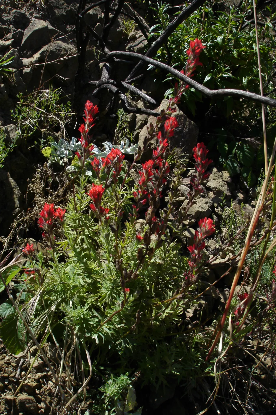 wildflowers, Gaviota burn site, SBBG staff field trip 2005