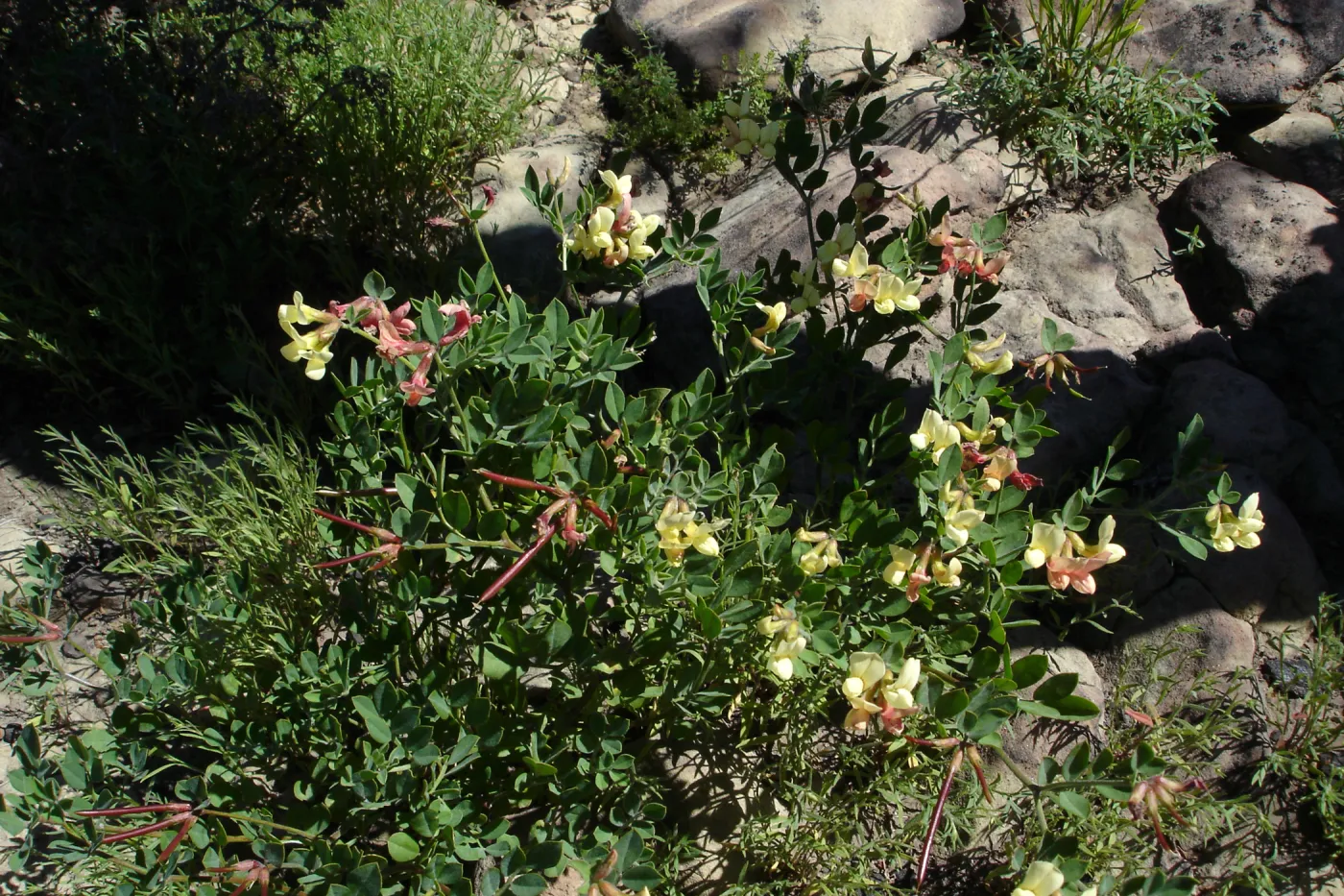 wildflowers, Gaviota burn site, SBBG staff field trip 2005