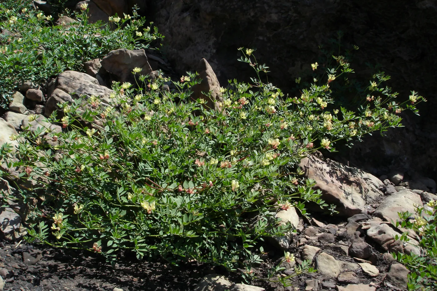 wildflowers, Gaviota burn site, SBBG staff field trip 2005