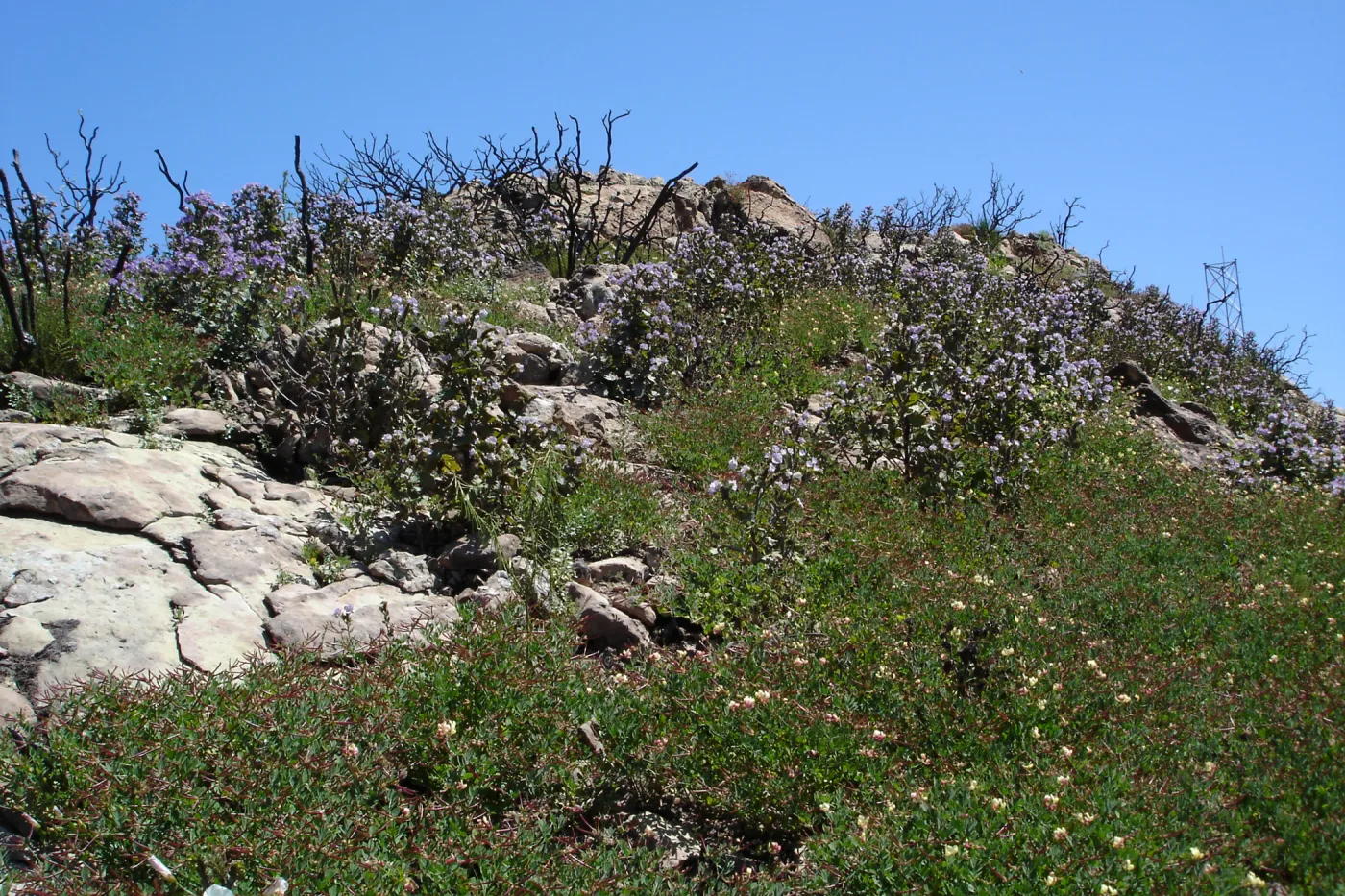 wildflowers, Gaviota burn site, SBBG staff field trip 2005