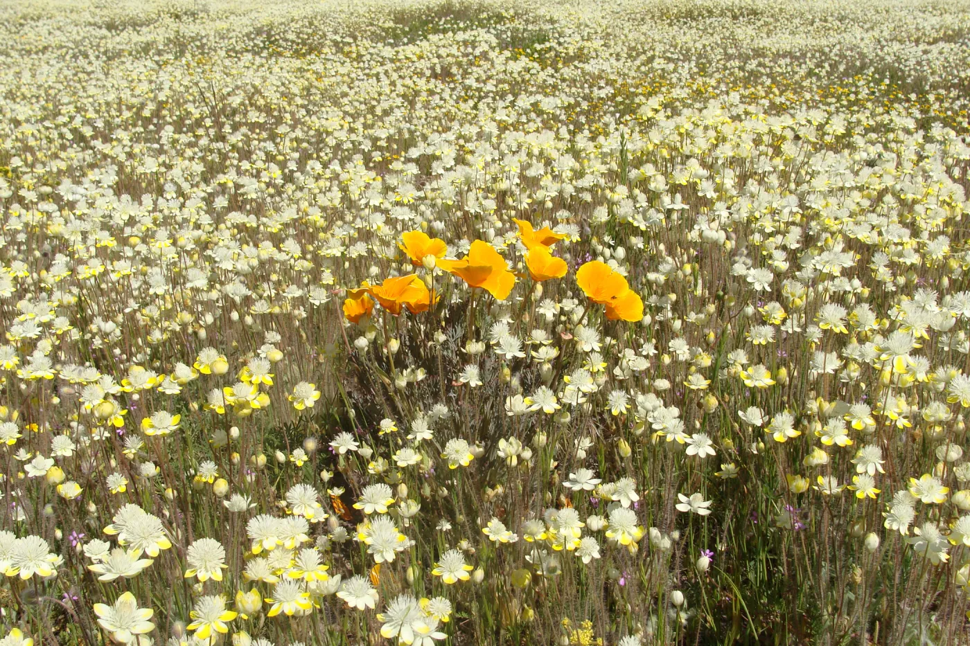 Central California Spring Wildflowers 2010, SBBG staff, Ozena Station