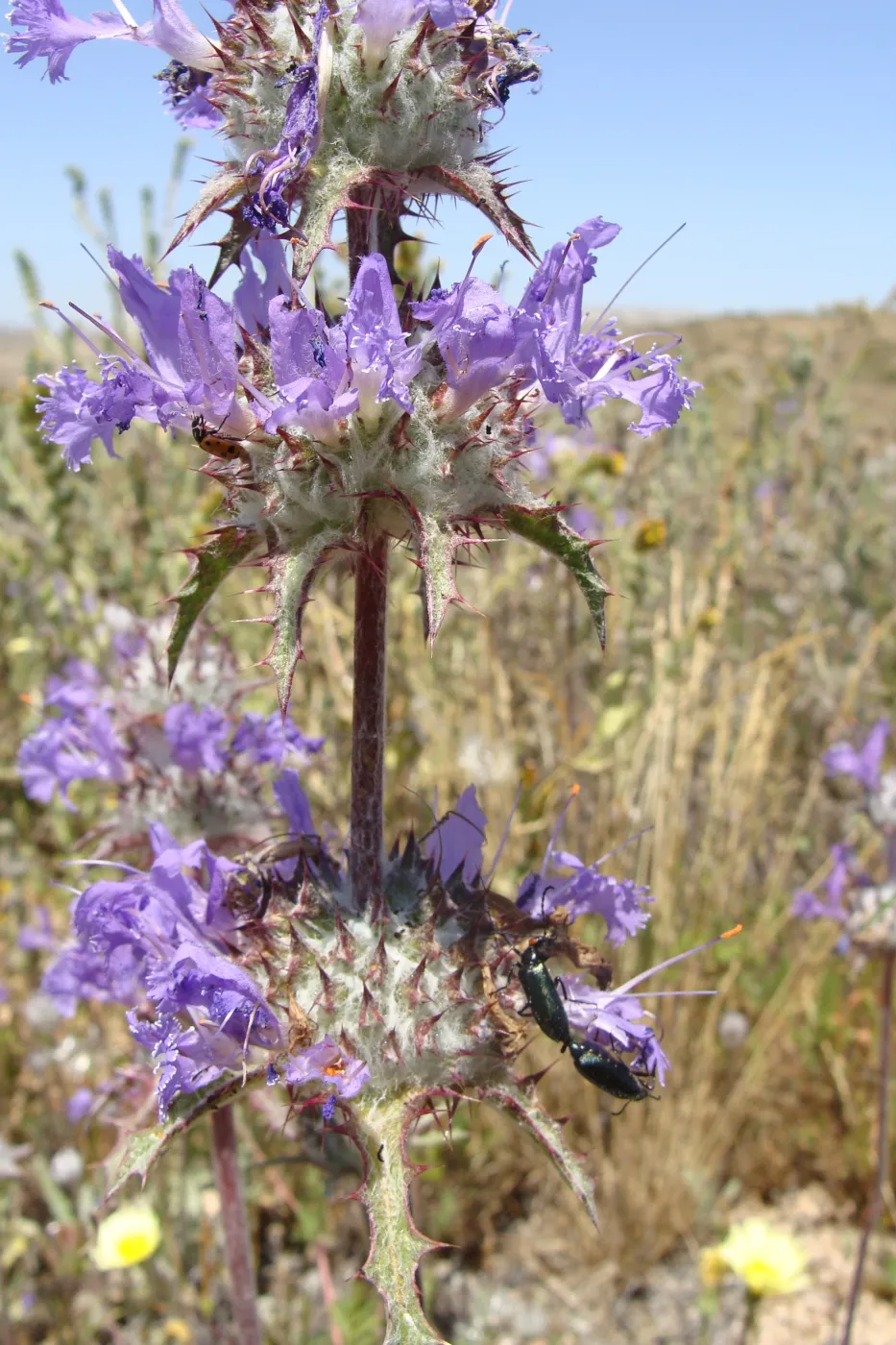 Central California Spring Wildflowers 2010, SBBG staff, Road to Padrone Canyon, Carrizo Sage