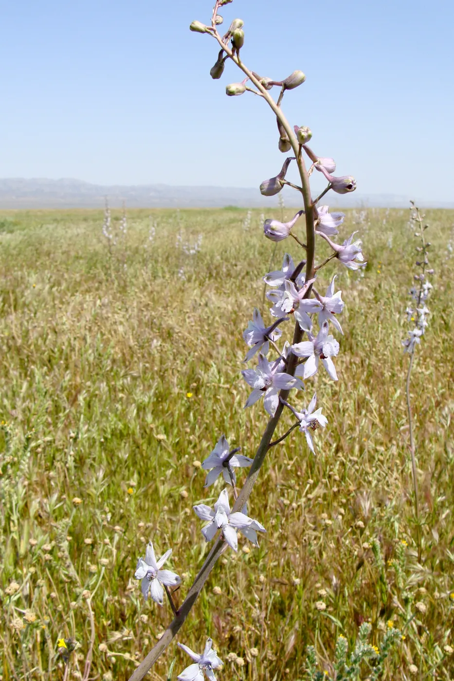 Soda Lake Road, Carrizo, Central California Spring Wildflowers 2010, SBBG staff