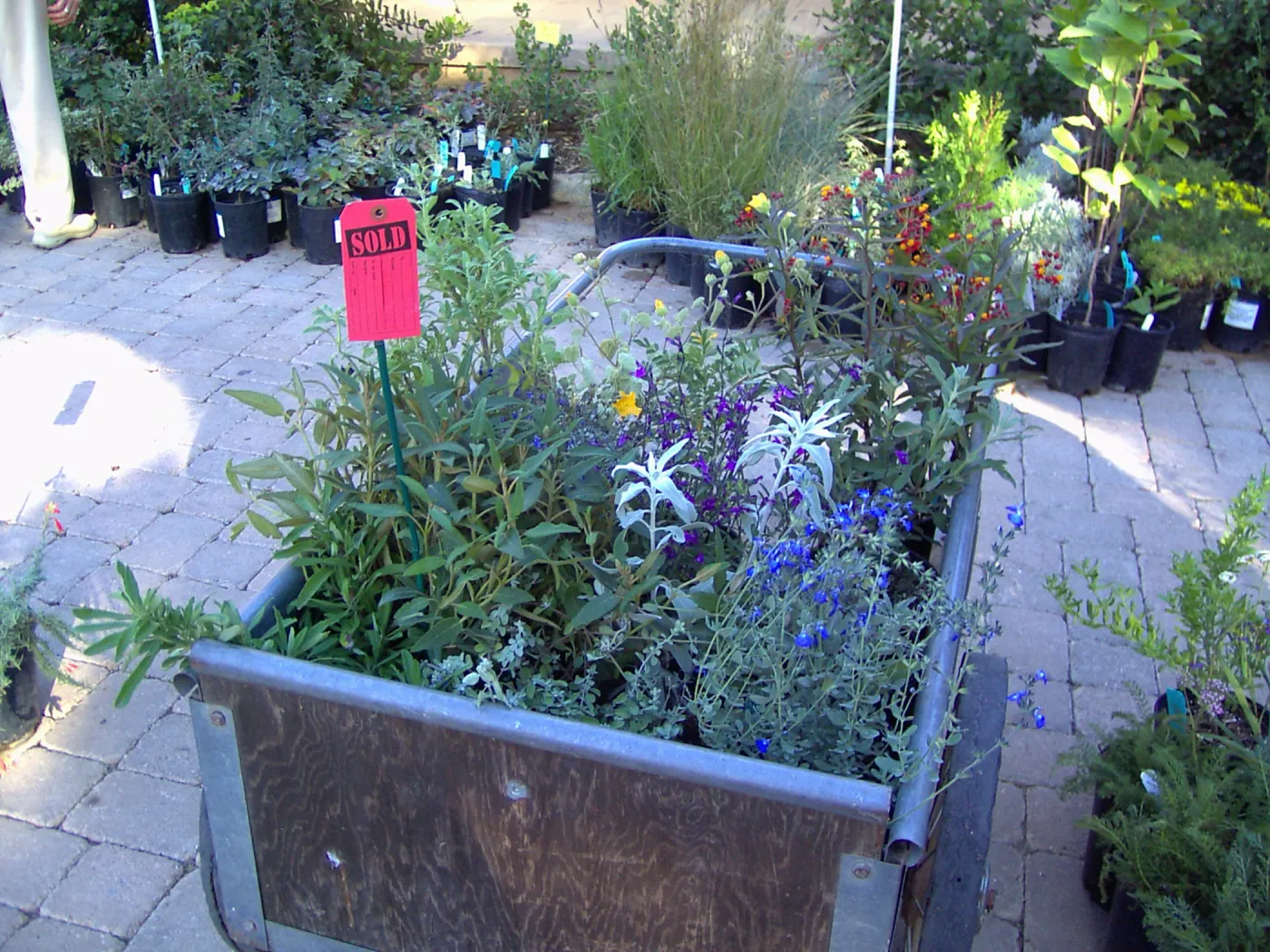 Fall Plant Sale, 2005, cart with plants, red 'sold' tag