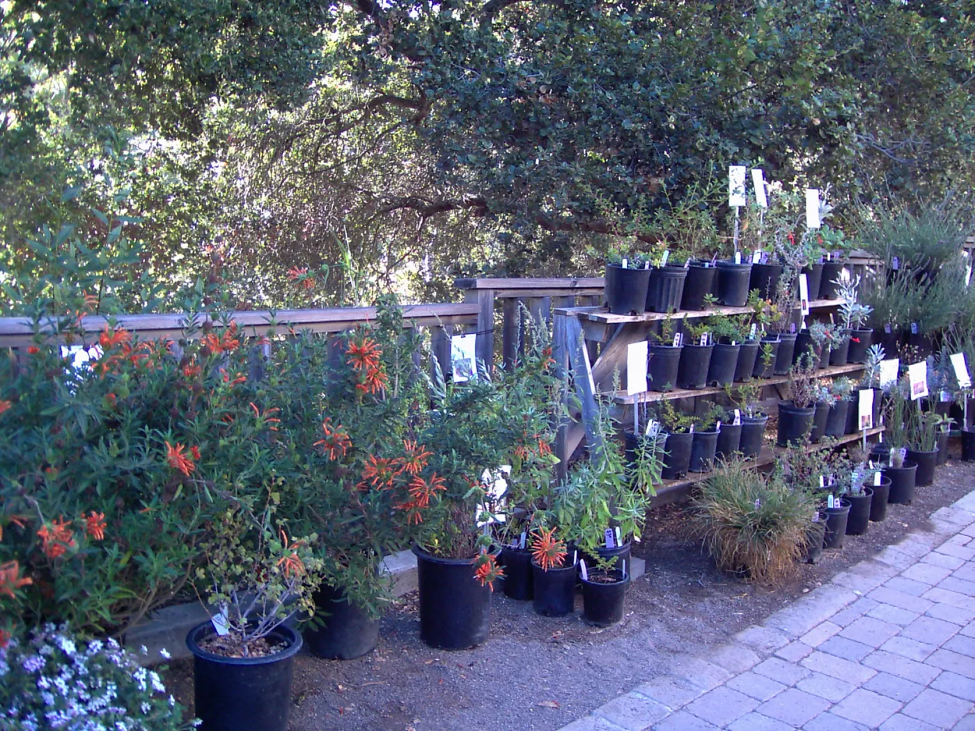 plants for sale, Fall Plant Sale, 2005