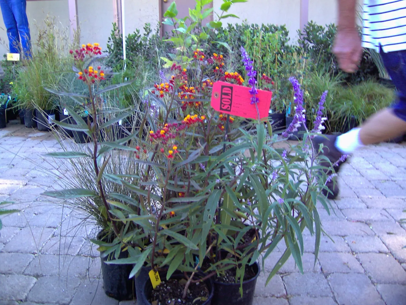 Fall Plant Sale, 2005, red 'sold' tag