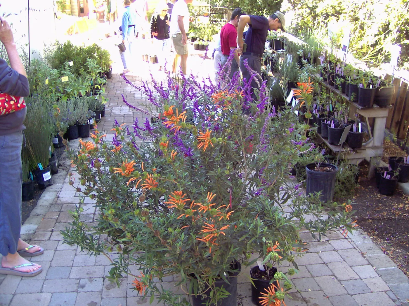 Fall Plant Sale, 2005