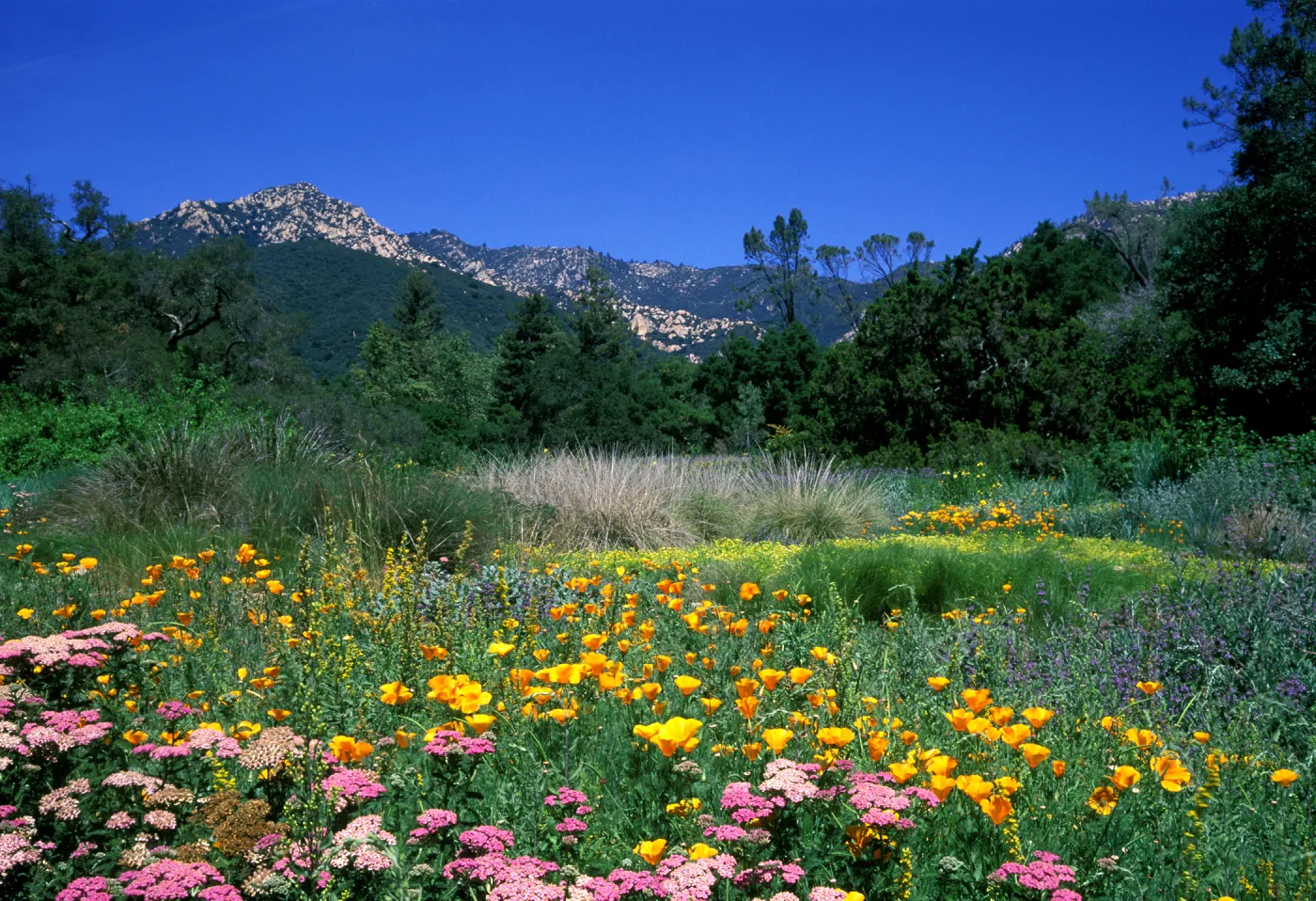 SBBG Meadow with wildflowers (yarrow, California poppy) and deep blue sky, ï¿½ Dan Lindsay