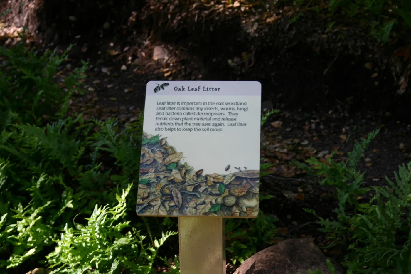 'Oak Leaf Litter' interpretive sign in the Discovery Garden