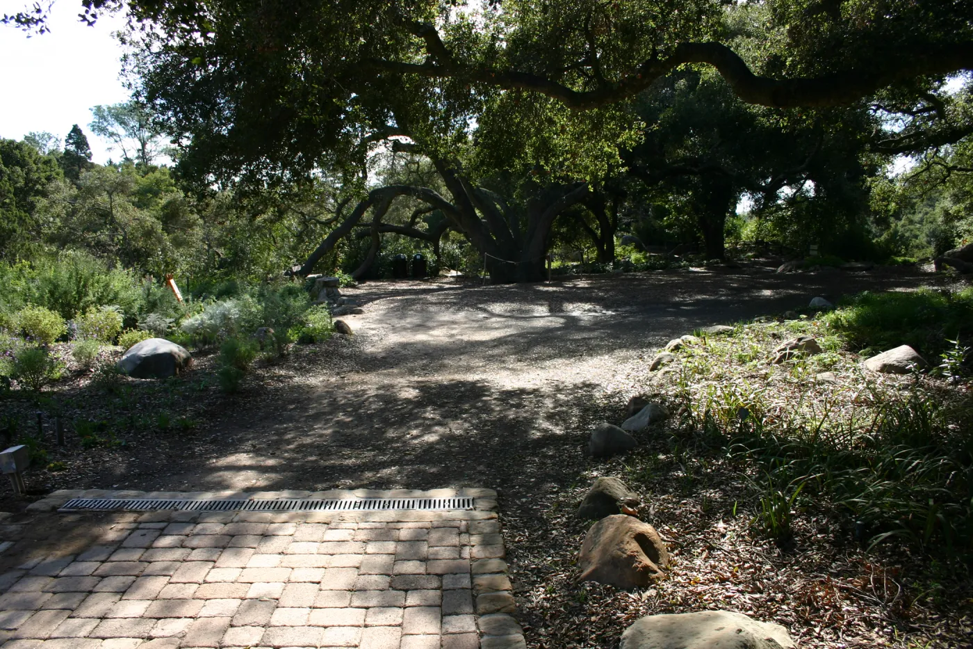 path under the Meadow Oaks, path not pavered