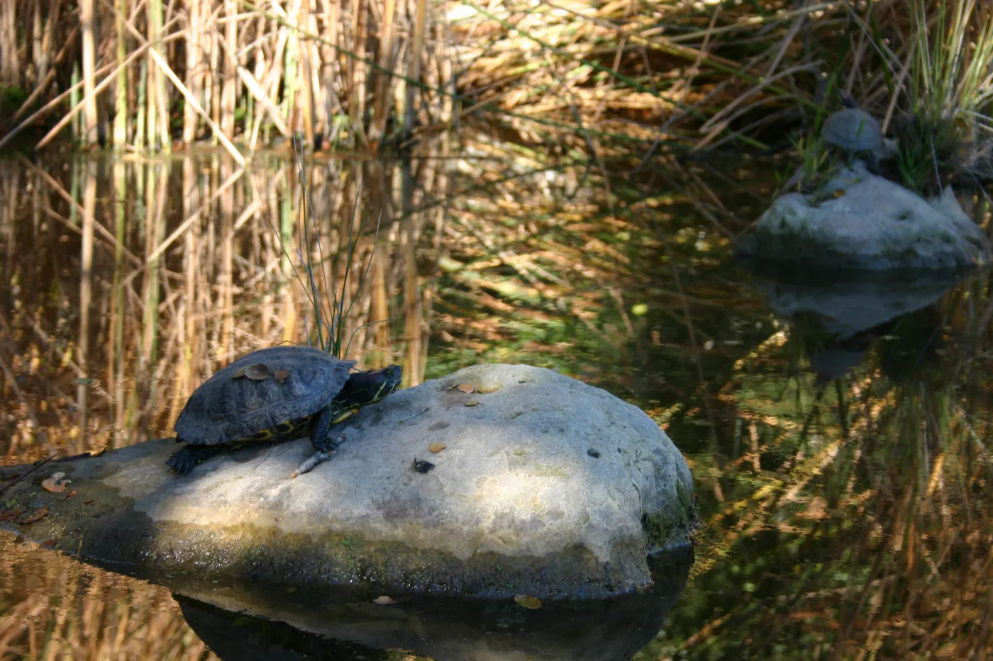 turtle in the pond