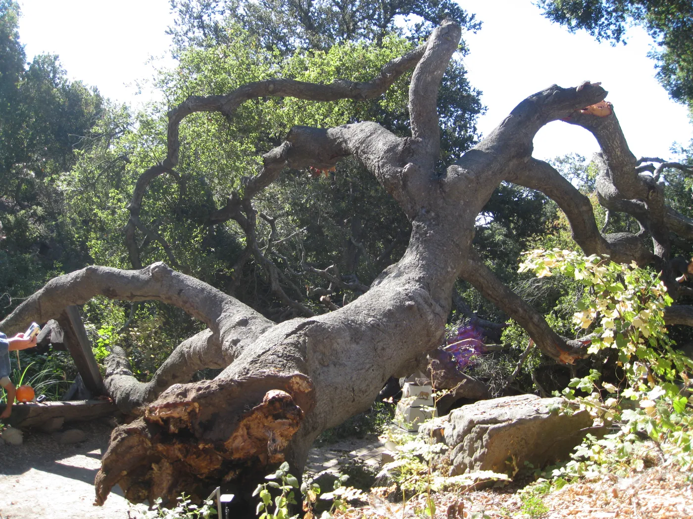 Fallen oak (Coastal Live Oak) tree in the Discovery Garden