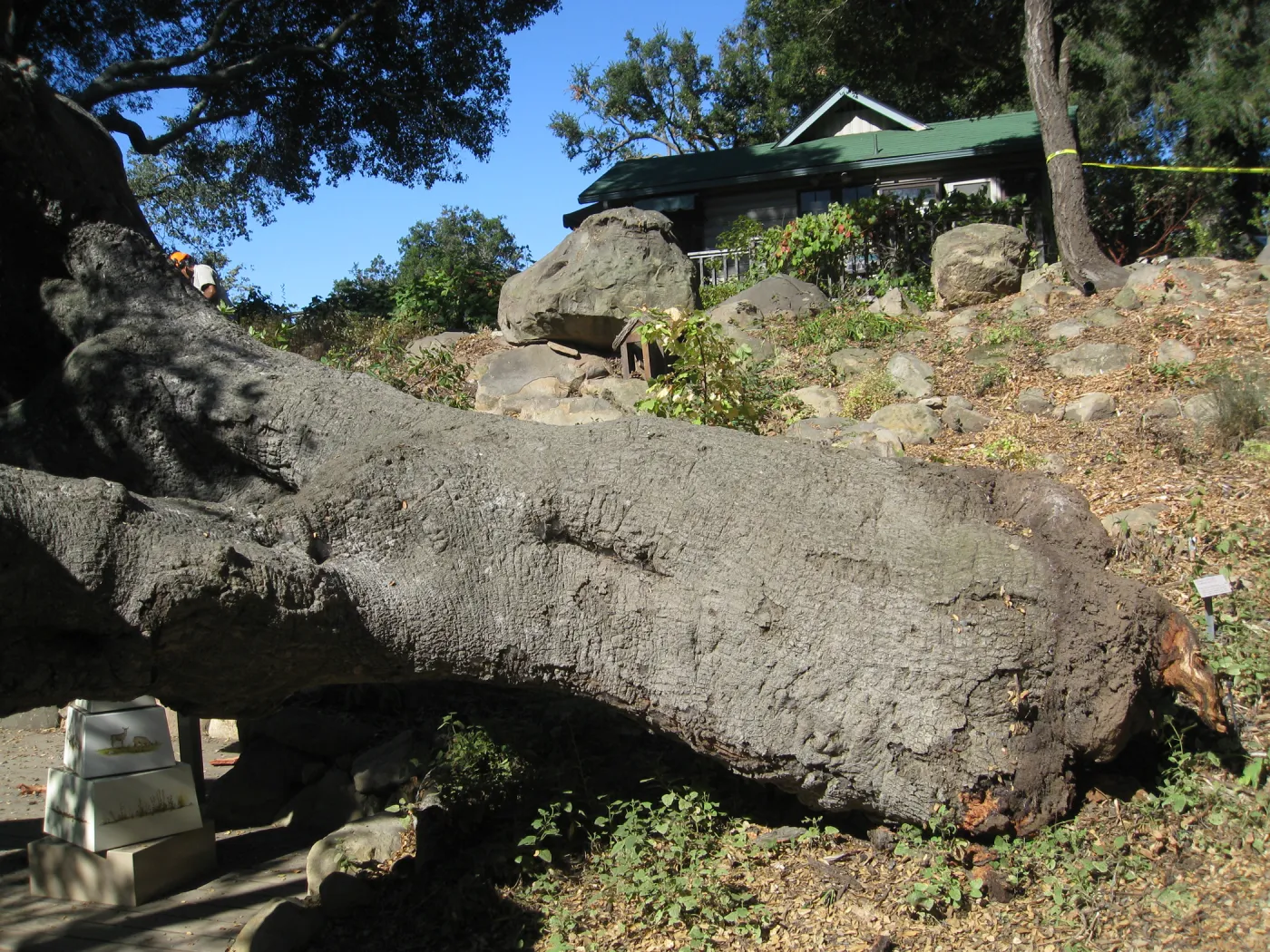 Fallen oak tree in the Discovery Garden