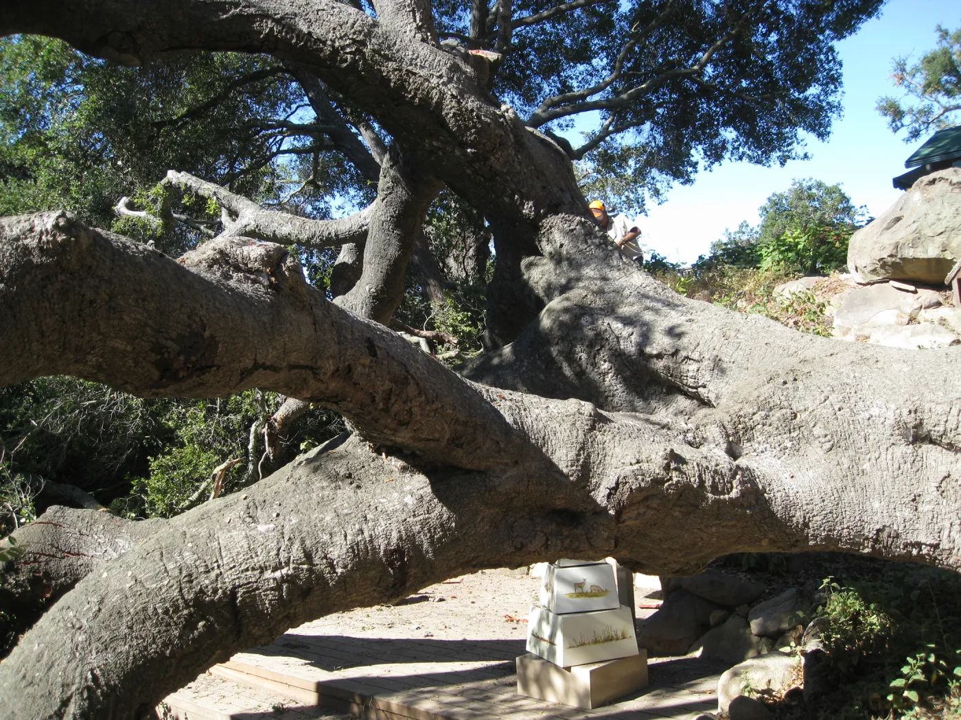Fallen oak (Coastal Live Oak) tree in the Discovery Garden