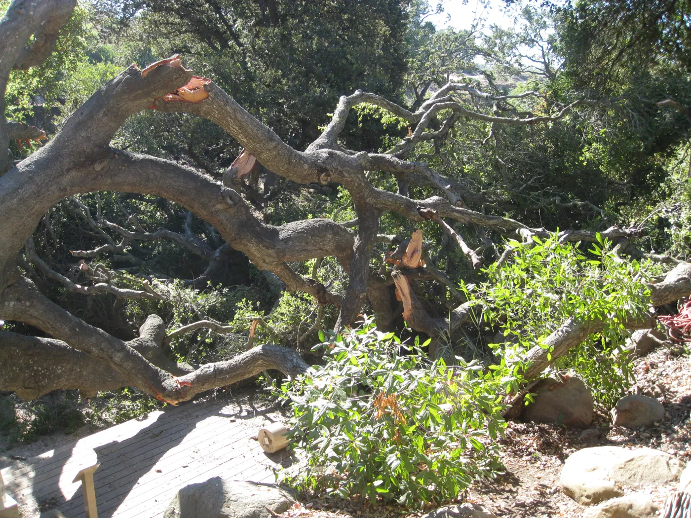 Fallen oak tree in the Discovery Garden