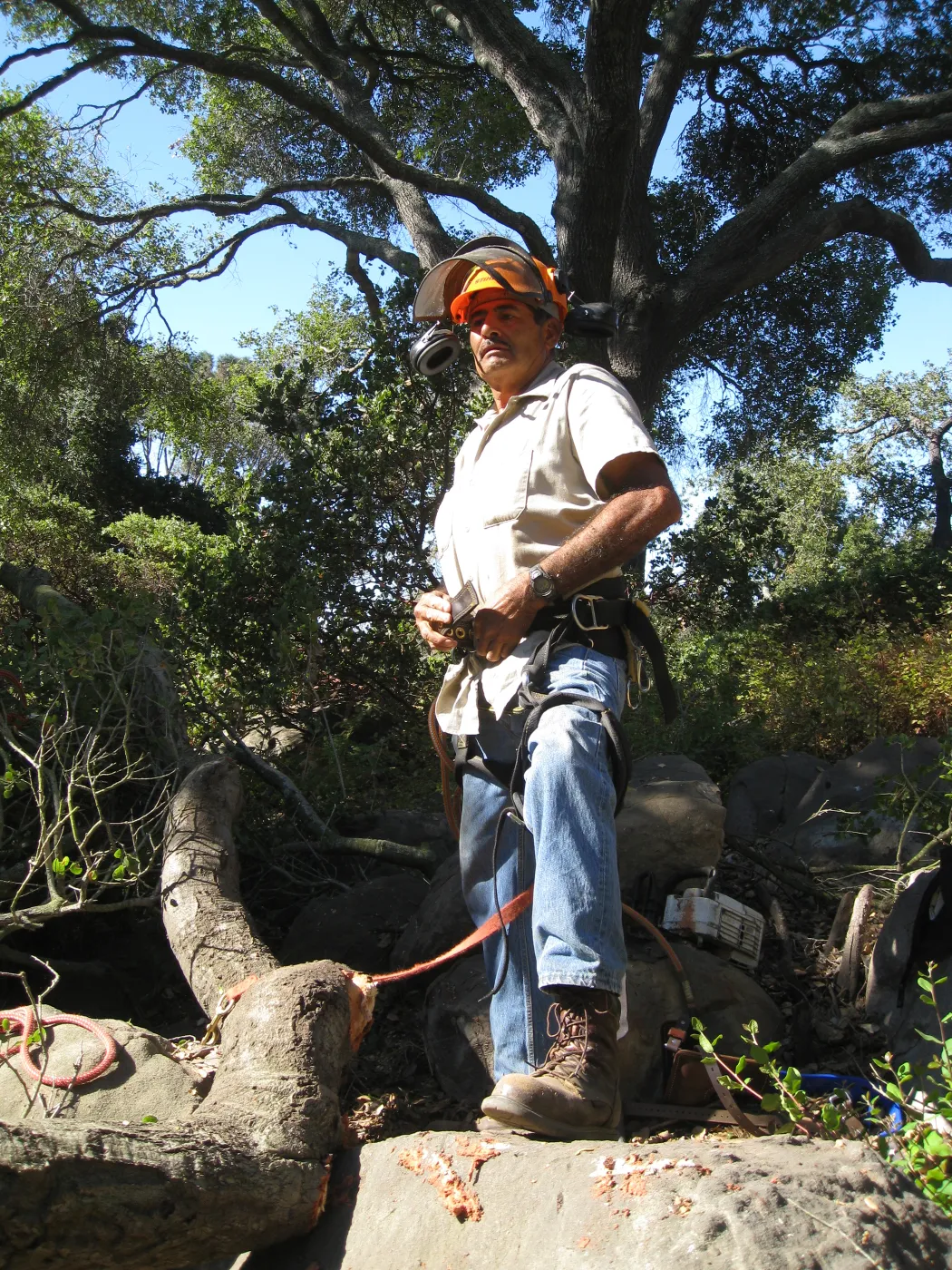 Manuel Gonzales working on the fallen oak tree in the Discovery Garden
