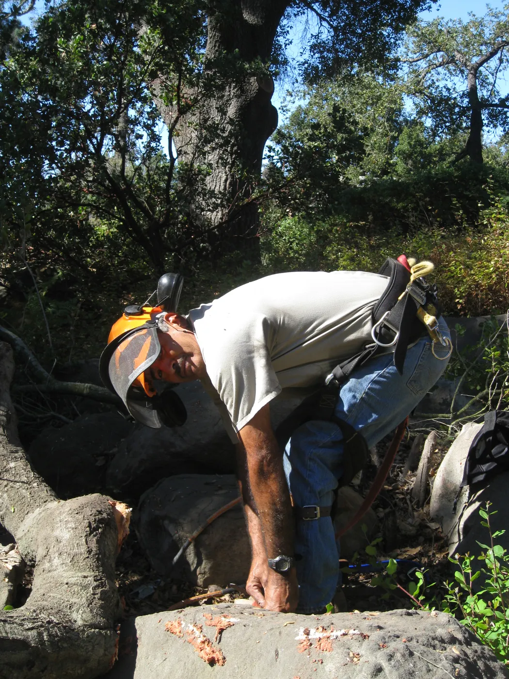 Manuel Gonzales working on the fallen oak tree in the Discovery Garden