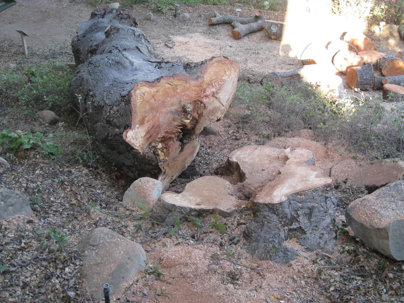 Arroyo oak (Coastal Live Oak) removed as precaution after toppling of adjacent oak
