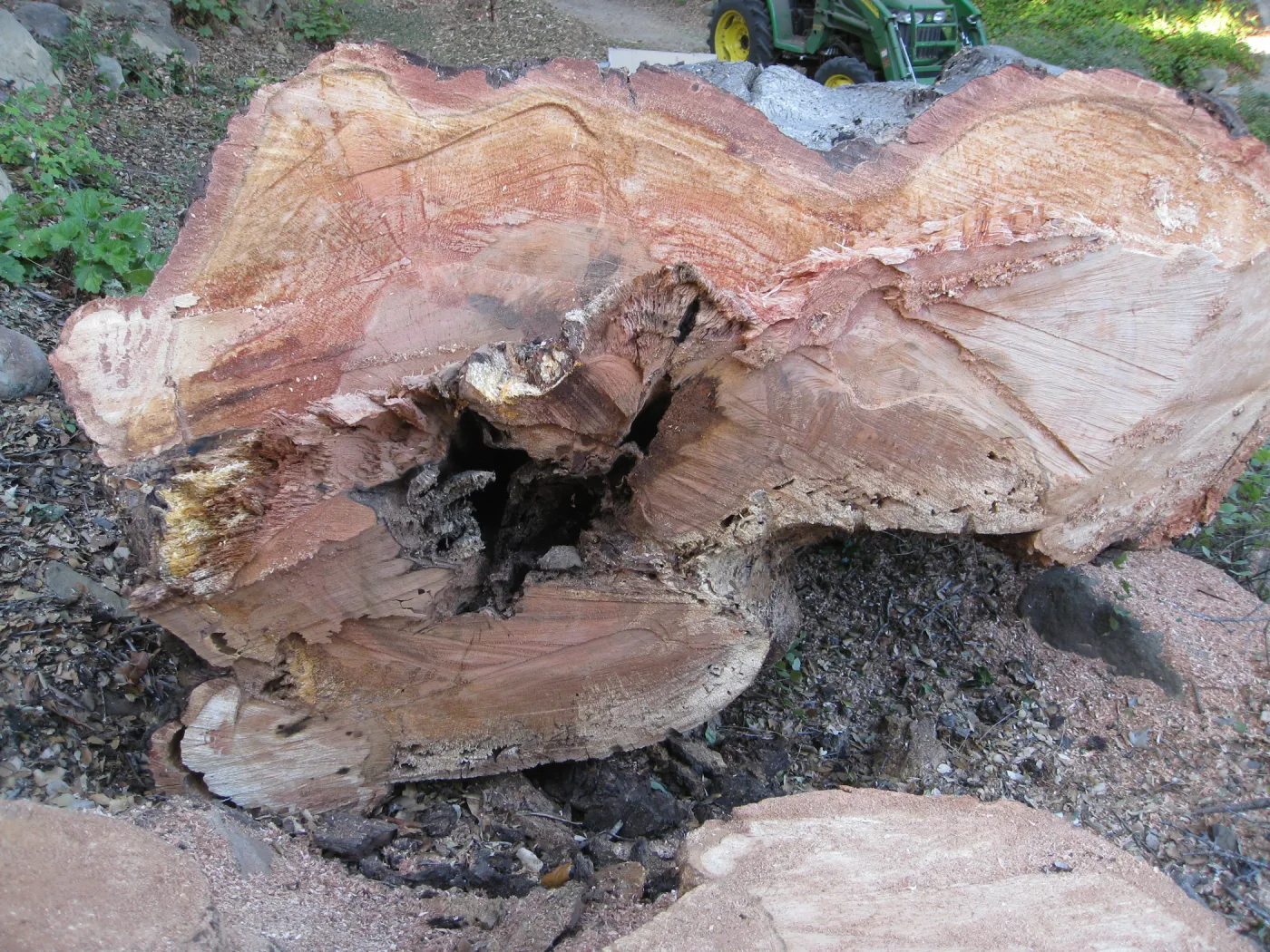 Arroyo oak (Coastal Live Oak) removed as precaution after toppling of adjacent oak