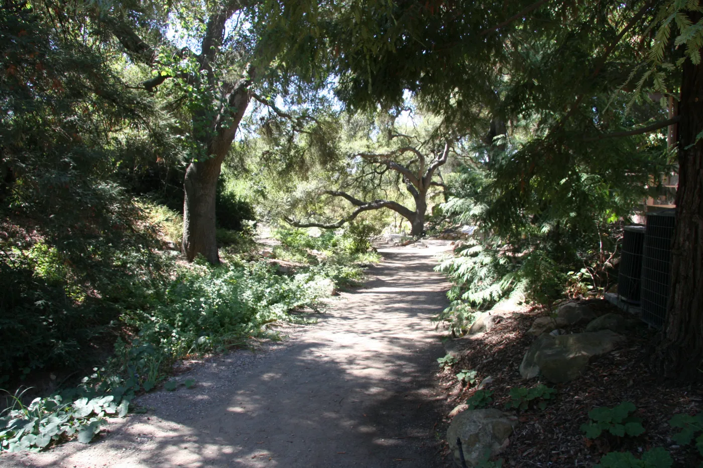 Arroyo Section, oak trees along the Arroyo Trail in the Discovery Garde