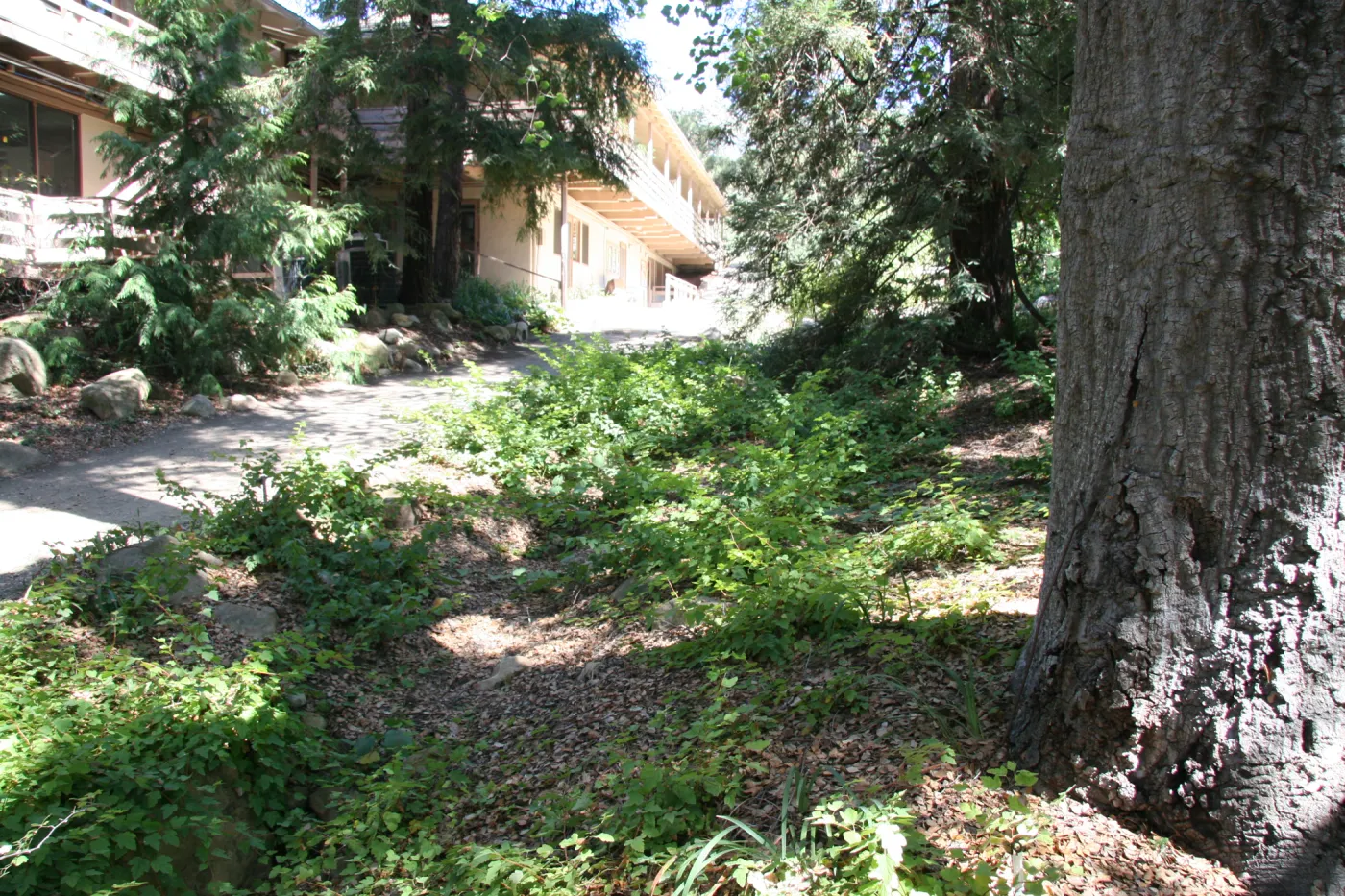 Arroyo Section