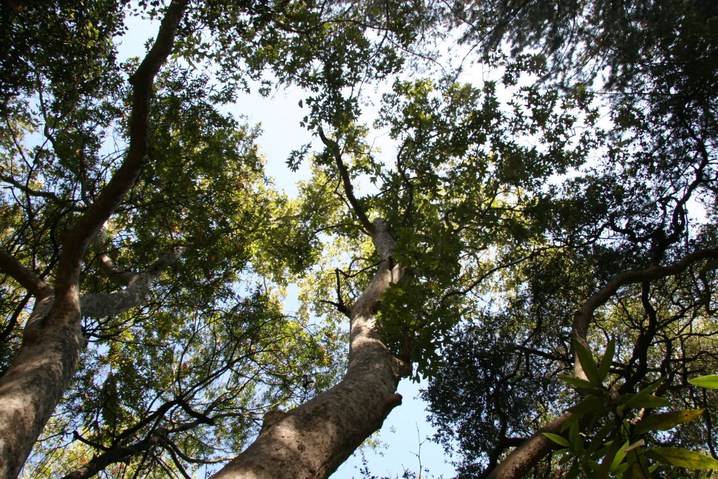 tree canopy