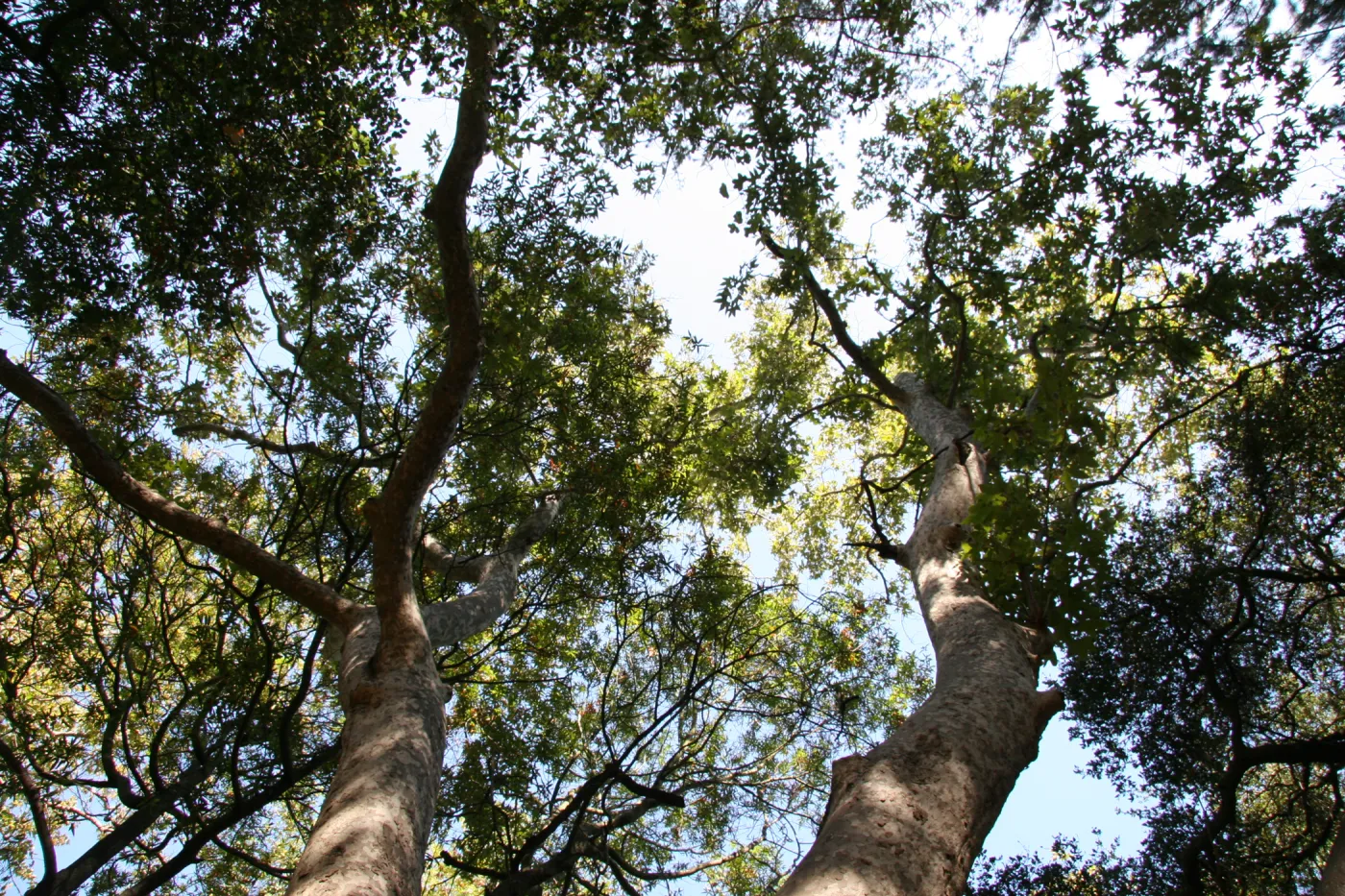 tree canopy