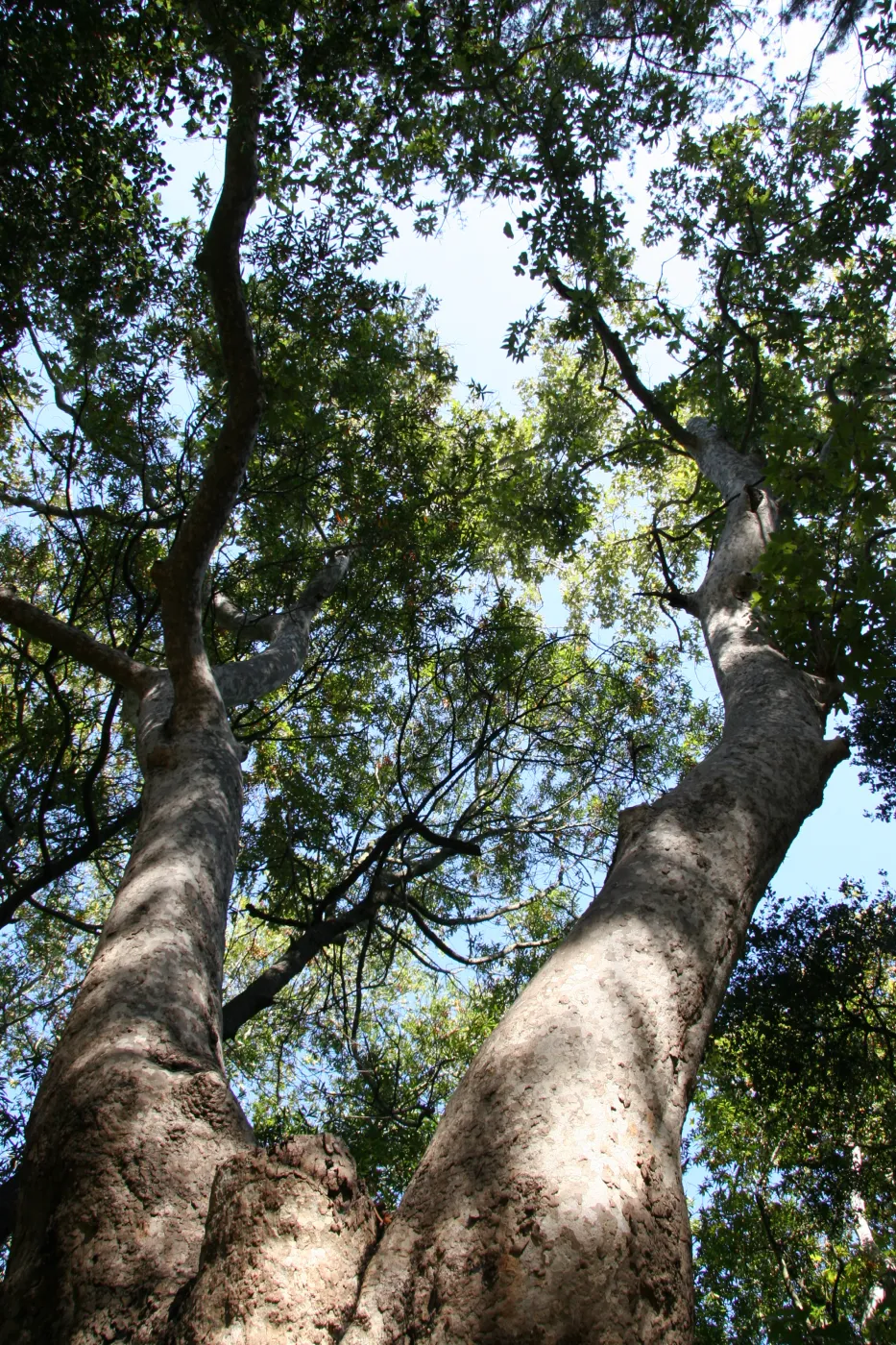 tree canopy