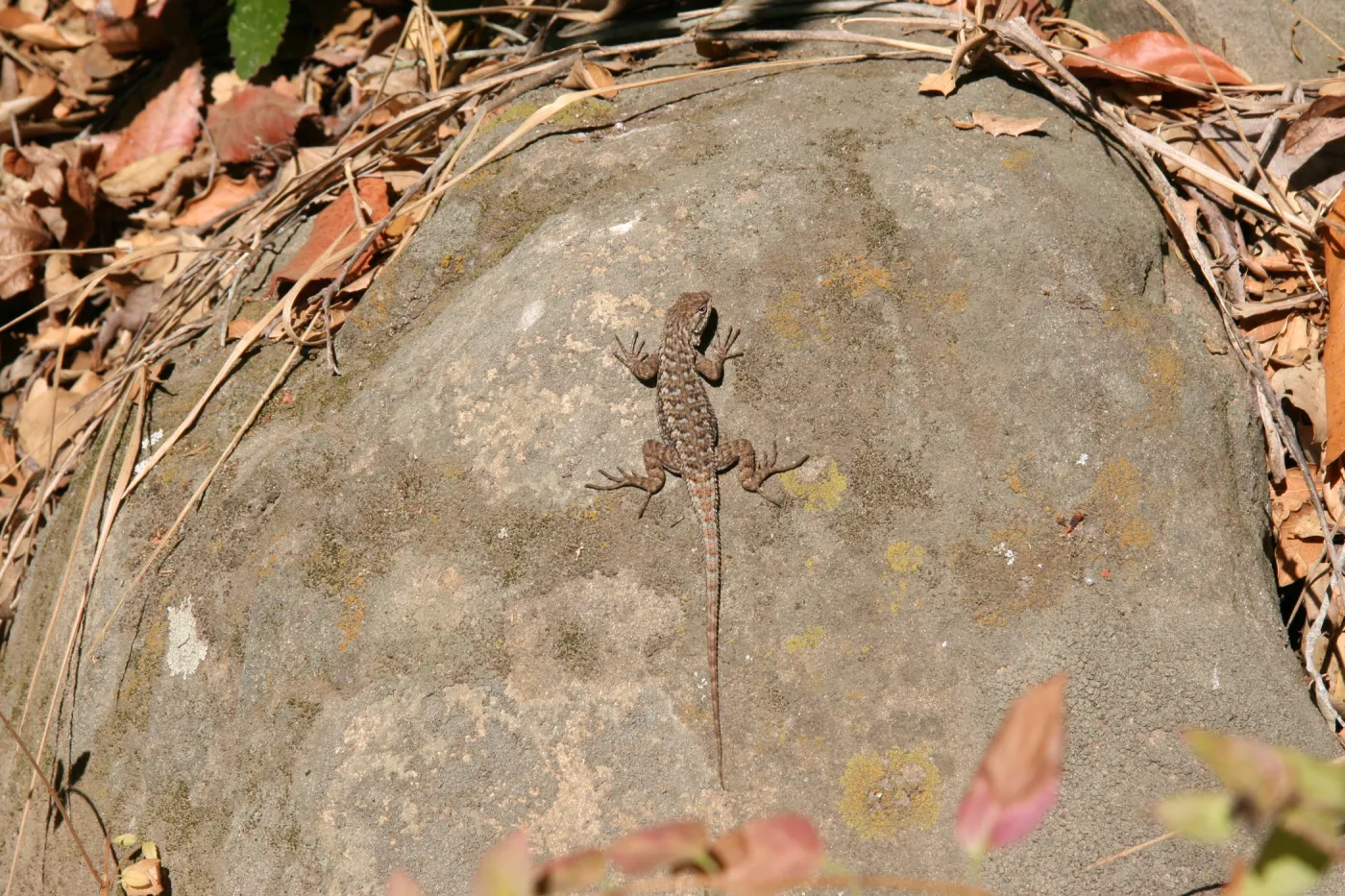 lizard basking in the sun