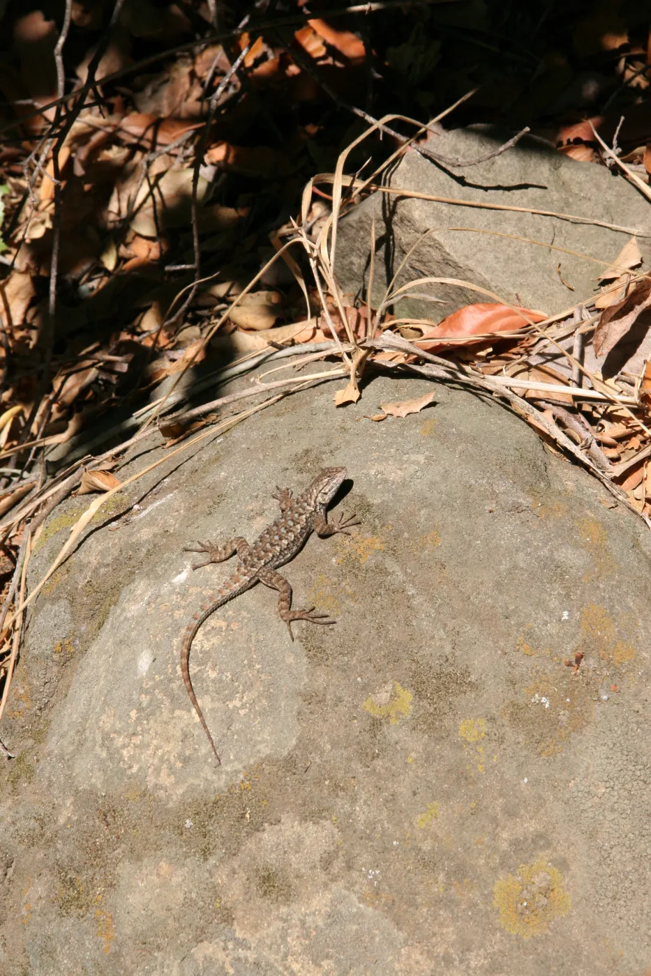 lizard basking in the sun