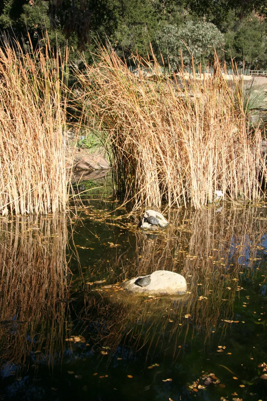 turtles in the pond
