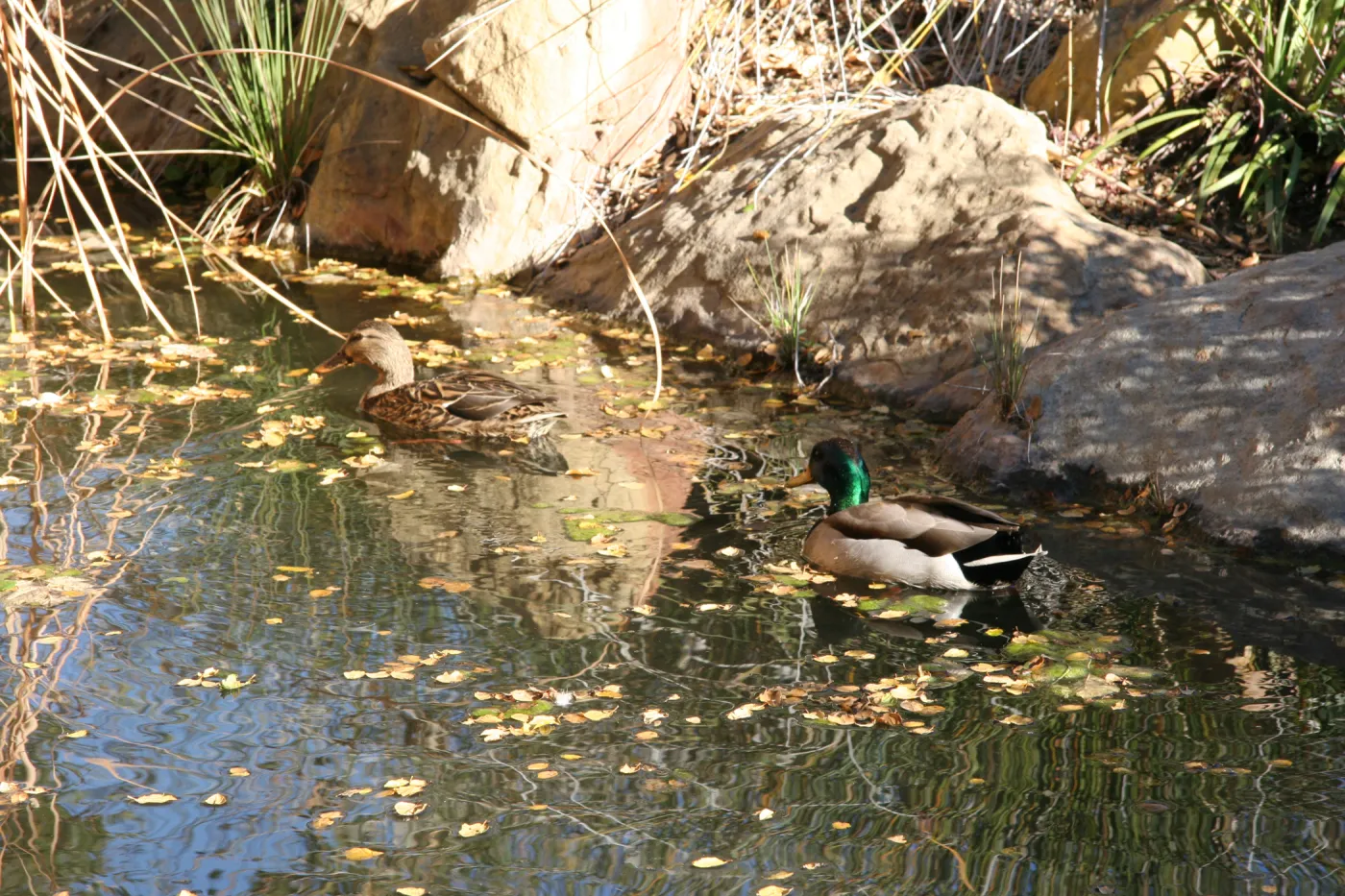 pair of mallard ducks in the pond