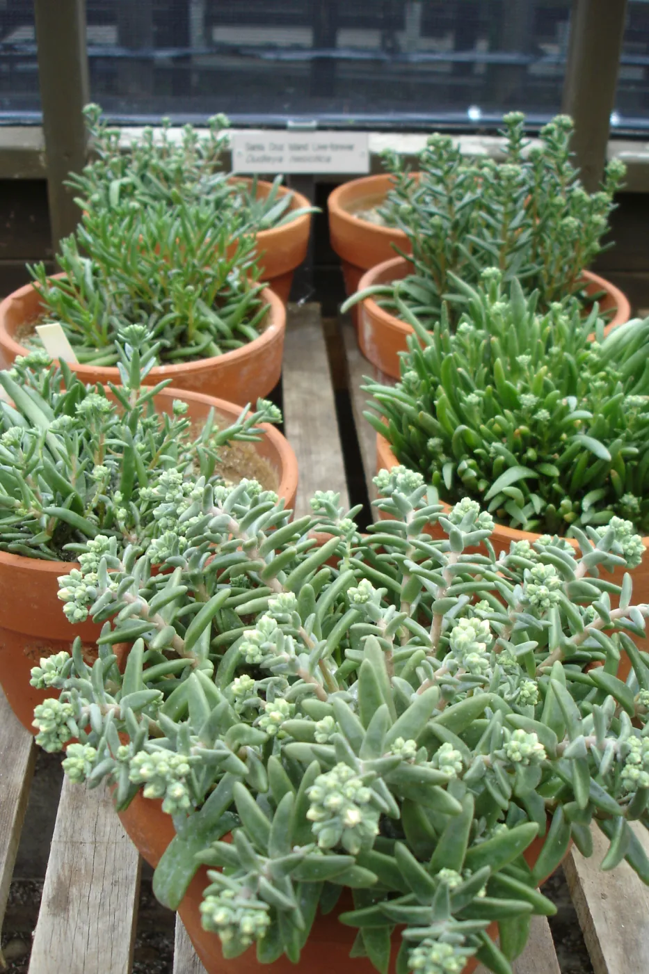 clay pots with Dudley nesiotica, CPC plant, growing in the SBBG Conservation greenhouse
