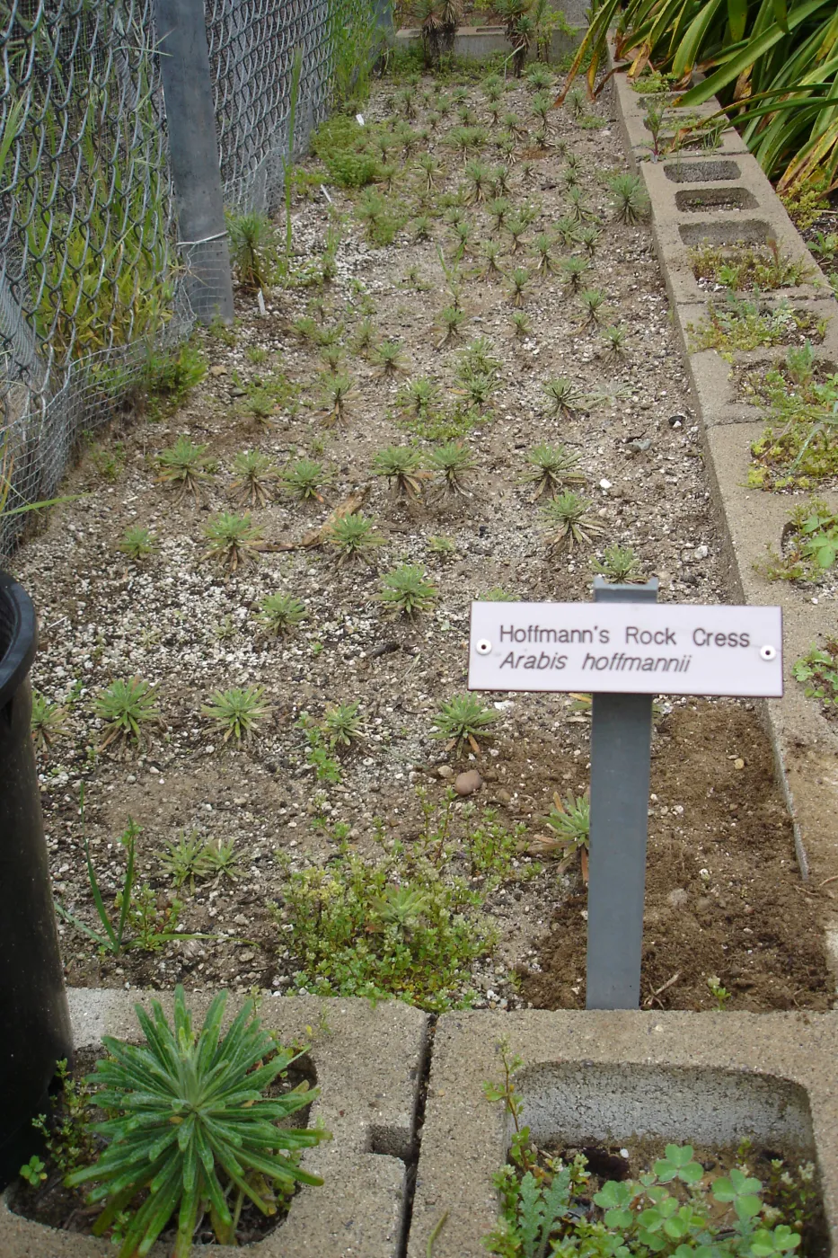 Hoffmann's rock cress, Arabis hoffmannii, CPC plant, growing in the SBBG Conservation planting bed at the Hort Unit