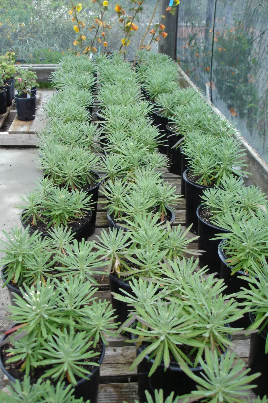 pots with Hoffmann's rock cress, Arabis hoffmannii, CPC plant, growing at the Hort Unit