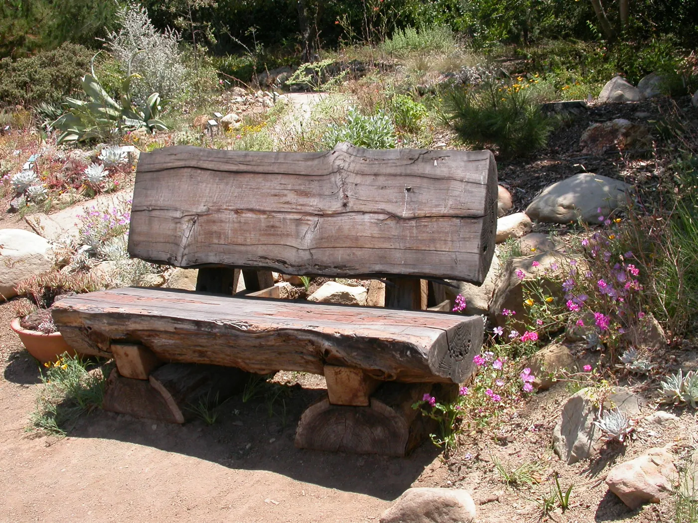 Wood Bench below Dudleya Display (Bench #17)