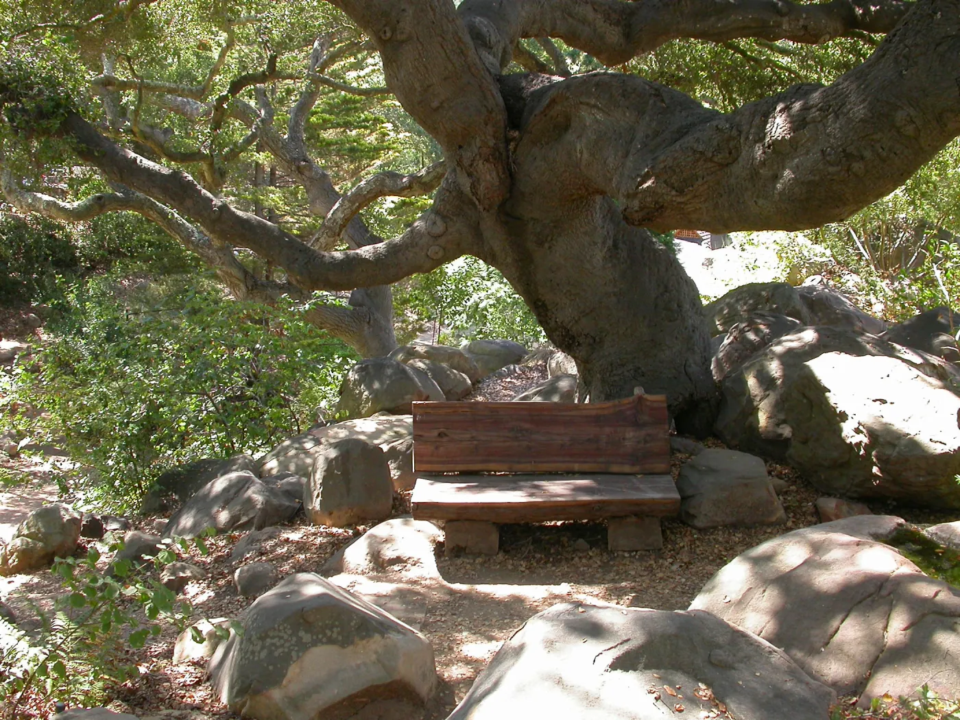 Weininger Bench in Manzanita Section (Bench #52)