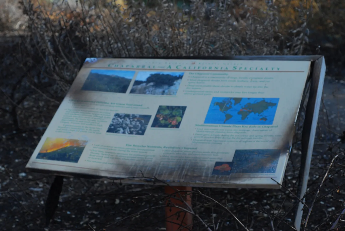 burned Chaparral interpretive sign after the Jesusita Fire