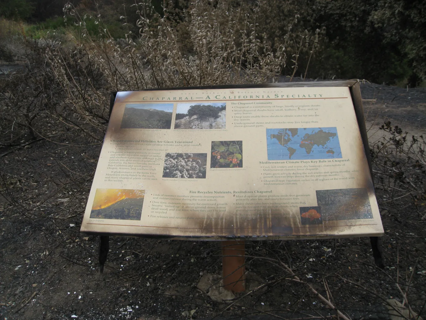burned Chaparral interpretive sign, after the Jesusita Fire