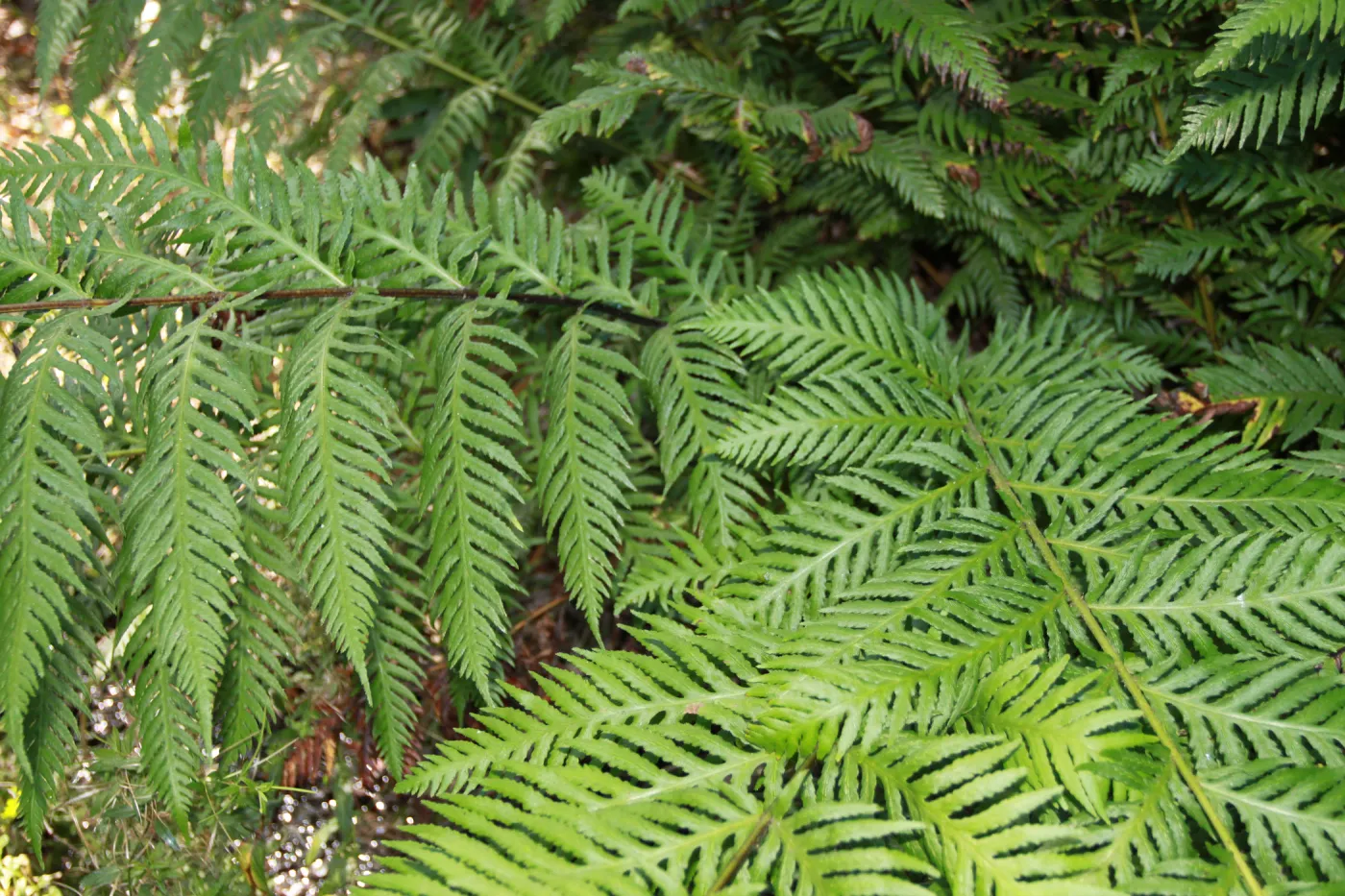 Woodwardia, Arroyo Hondo