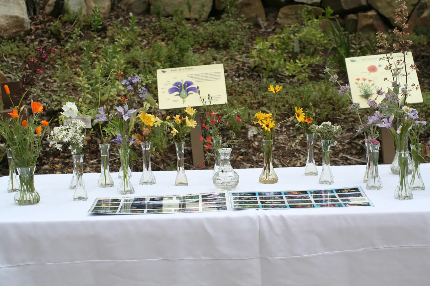 SBBG Bio Blitz, 2007