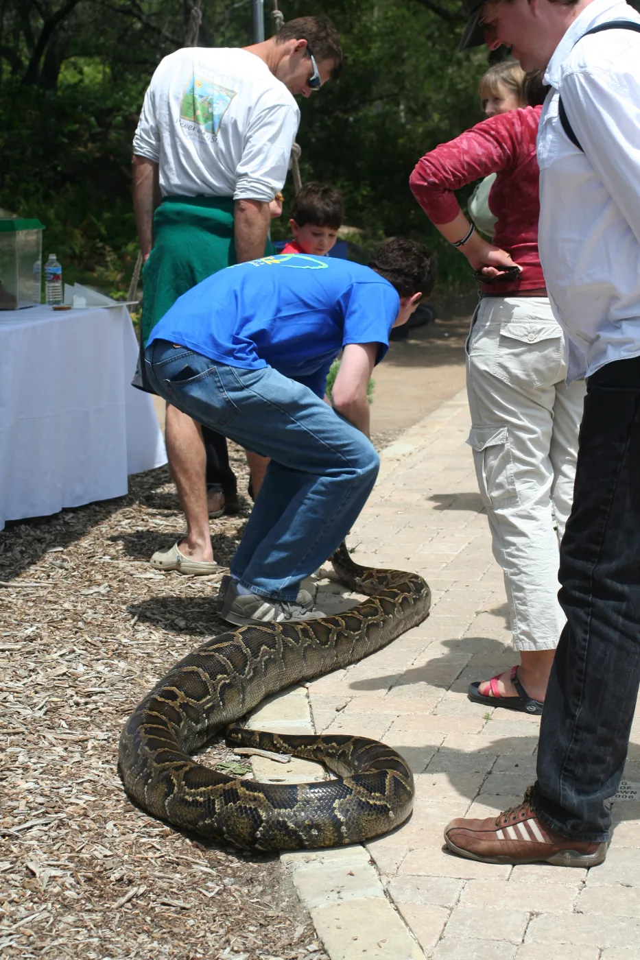boa constrictor, SBBG Bio Blitz, 2007