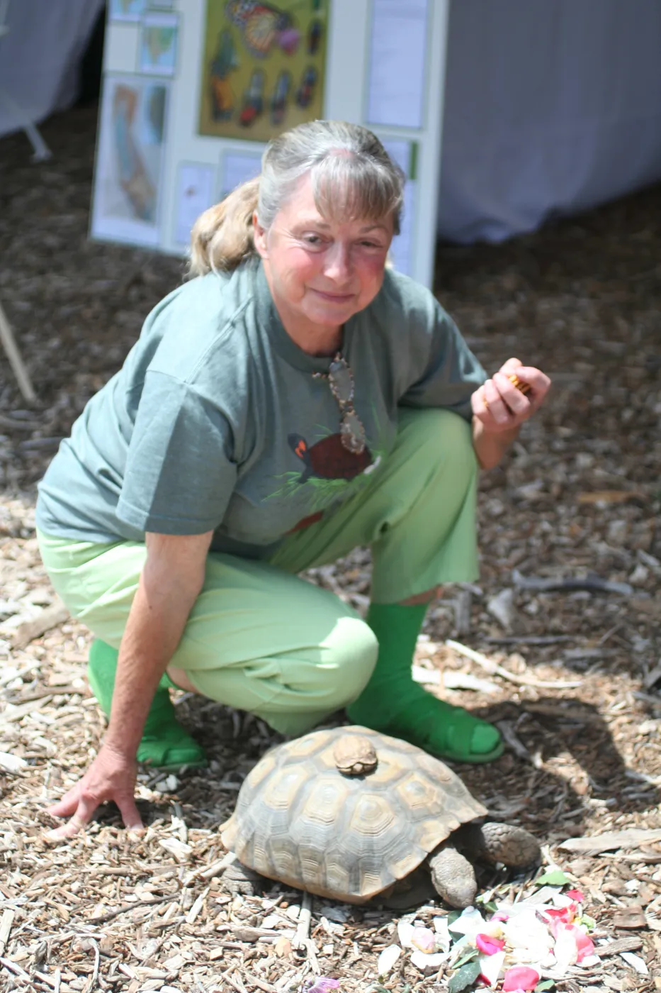 tortoise, BioBlitz