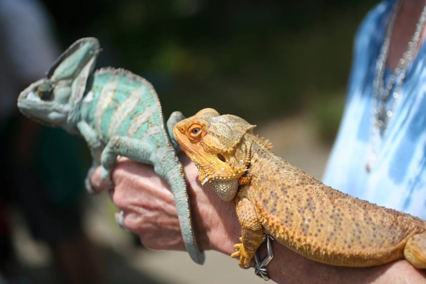 reptiles, BioBlitz