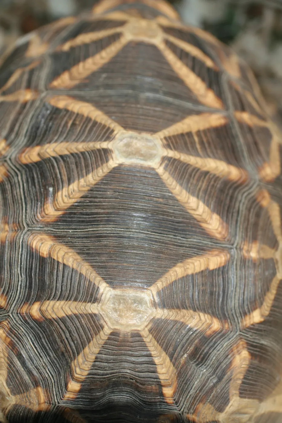 tortoise shell, BioBlitz