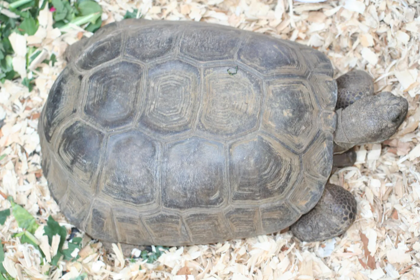 tortoise, BioBlitz