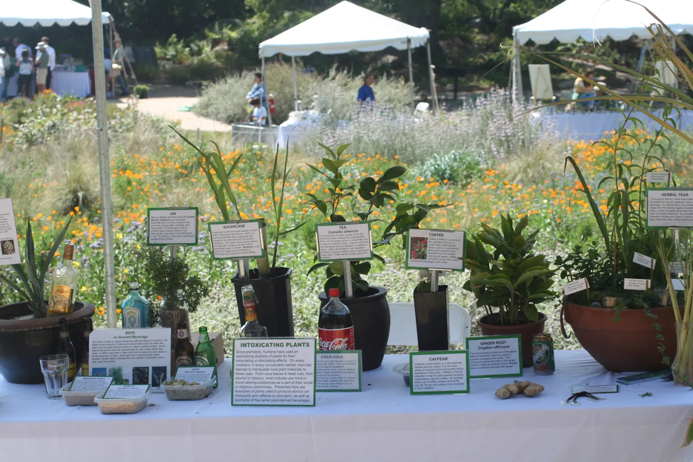 Intoxicating Plants display, SBBG Bio Blitz, 2007